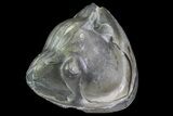 Wide Enrolled Isotelus Trilobite - Removeable From Rock #68602-1